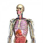 Google Body